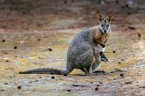 Tammar Wallabies thrive in dense coastal heath and scrub land. This makes Kangaroo Island the perfect home for them.