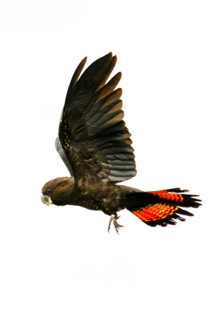 istock Glossy black-cockatoo (Calyptorhynchus lathami halmaturinus) on Kangaroo Island 1277704401