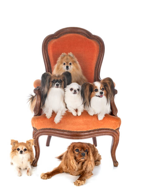 istock little dogs on chair 1277711449