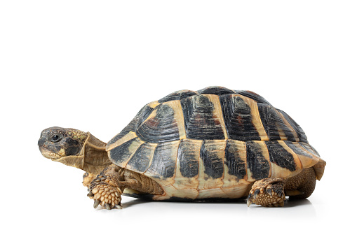 Land turtle isolated on a white background.