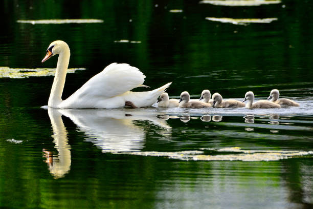 istock Swan family 1277713063