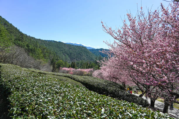 istock Beautiful Cherry Blossoms in Wuling Farm,Taichung, Taiwan 1277714624