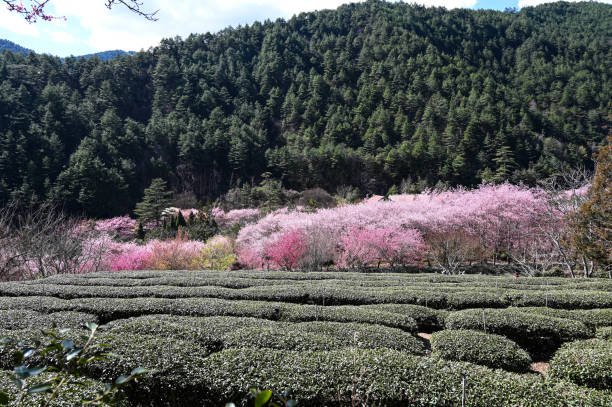 Beautiful Cherry Blossoms in Wuling Farm,Taichung, Taiwan