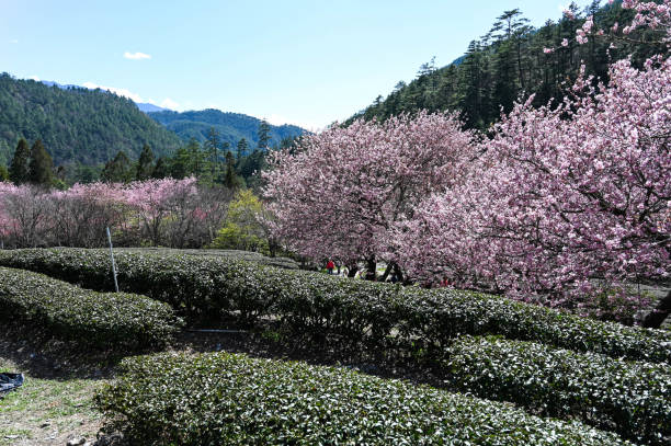 istock Beautiful Cherry Blossoms in Wuling Farm,Taichung, Taiwan 1277716070