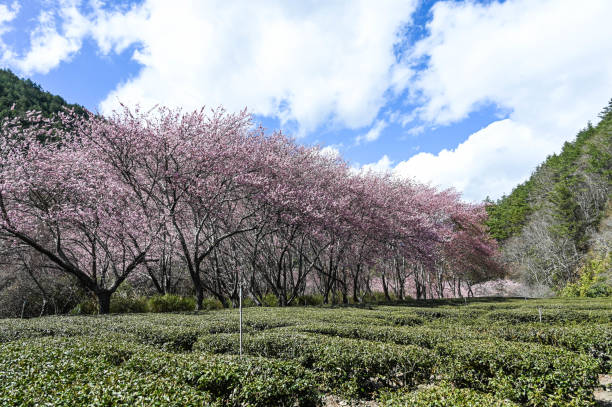 Beautiful Cherry Blossoms in Wuling Farm,Taichung, Taiwan