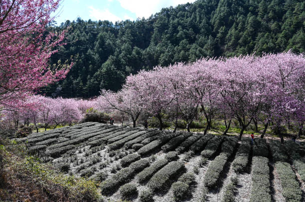 istock Beautiful Cherry Blossoms in Wuling Farm,Taichung, Taiwan 1277716158