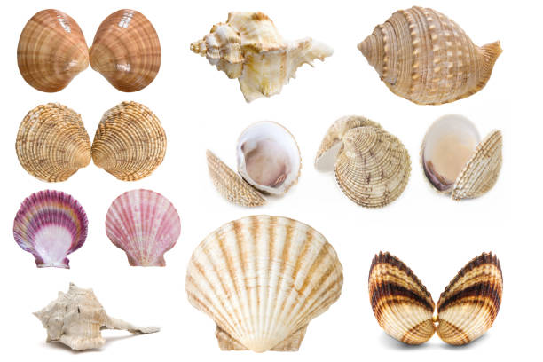 istock Set of sea shells isolated on a white background 1277716620