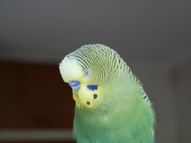 istock Green and yellow budgerigar. 1277718216