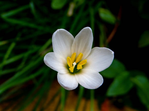 istock THE WATER LILY FLOWER 1277723409