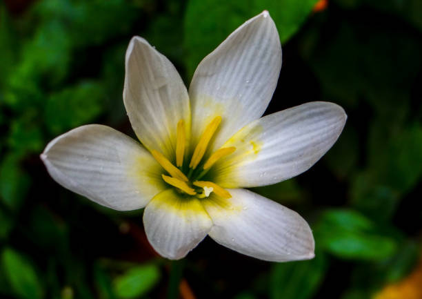 istock THE SINGLE LOTUS LILY FLOWER 1277723523