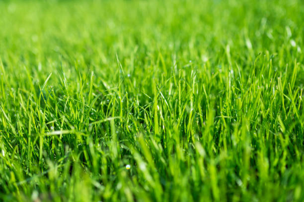 growing lawn, green lawn stock photo