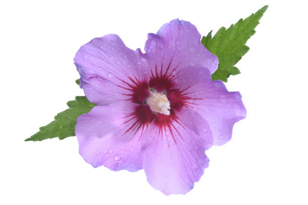 istock Hibiscus flower on the white 1277724068