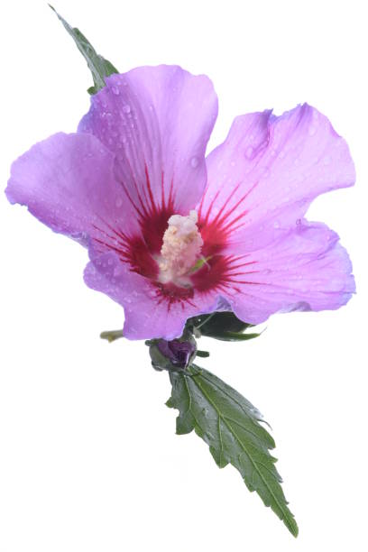 istock Hibiscus flower on the white 1277724713