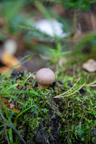 istock The Common Puffball Lycoperdon perlatum or Devil's Snuff-box. The fruit bodies can be eaten by slicing and frying in batter or egg and breadcrumbs 1277725170