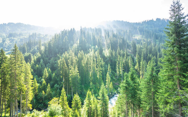 istock Top view of a pine forest 1277726888
