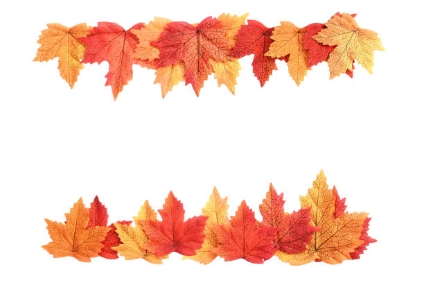 Autumn composition. Nature wooden frame with colorful of autumn maple leaves on a white background isolated and clipping path. Top view, copy space idea for text. stock photo
