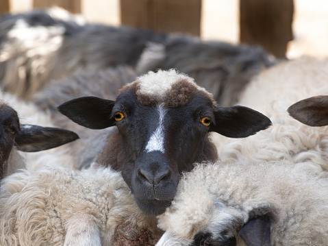 Baby Merino Sheep resting in a paddock