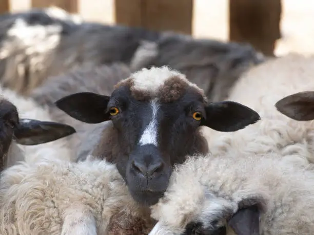 black sheep among the sheep at the farm.