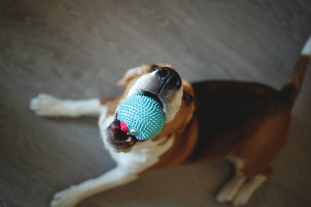 istock beagle puppy gnaws a blue ball. selective focus, blur 1277727958