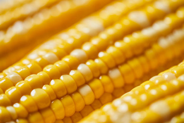 A still life shoot with neatly arranged boiled corn