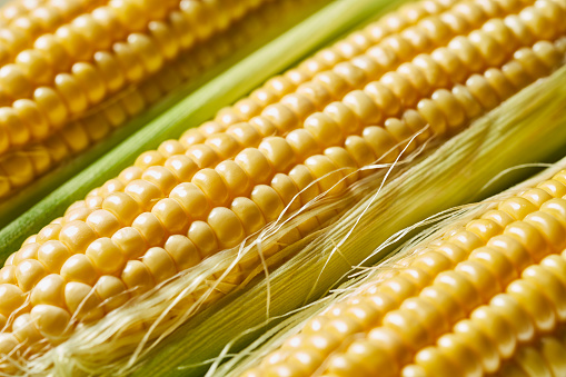 A still life shoot with neatly arranged raw corn