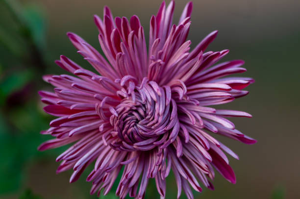 istock Close-up of a flower 1277728657