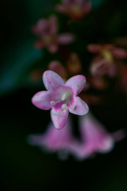 istock Close-up of a flower 1277728679