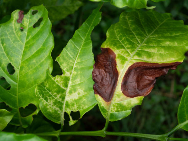 Anthracnose on the green leaf of Robusta coffee plant tree