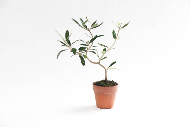 istock Small Bonsai Tree. Potted Plant. Olive Tree 1277729411