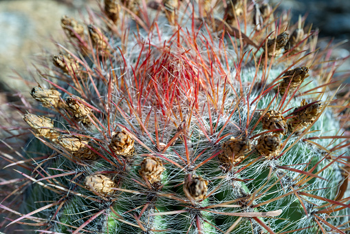 Macro shot of details of a cactus