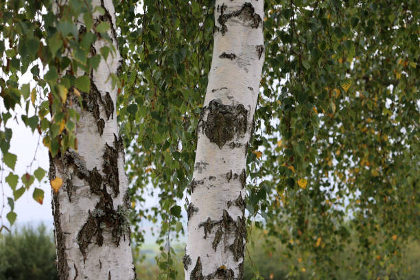 istock White birch trunks with green foliage in autumn 1277730831