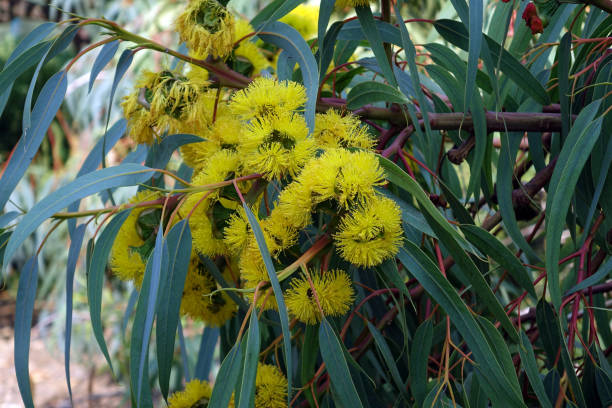 istock Blossom of the Eucalyptus tree 1277731498