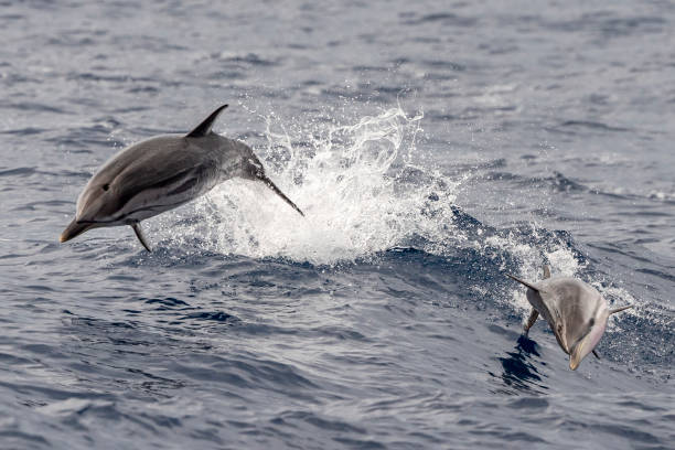 istock baby newborn Dolphin while jumping in the sea at sunset 1277731542