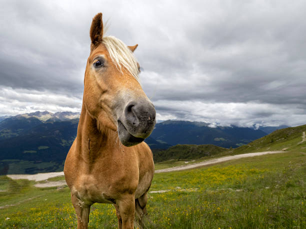 istock brown funny horse portrait 1277731633