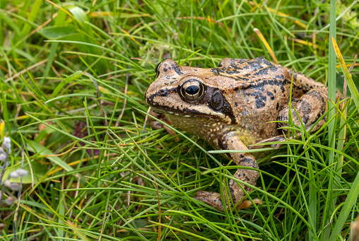 common mountain frog on green grass in dolomites