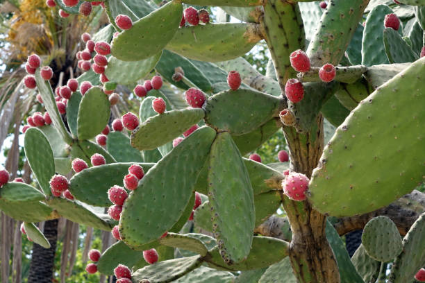 istock Fruits of a cactus 1277732282