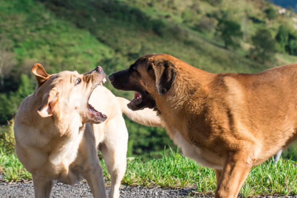 One dog teaches the teeth to another Reactions between dogs spanish mastiff puppies stock pictures, royalty-free photos & images