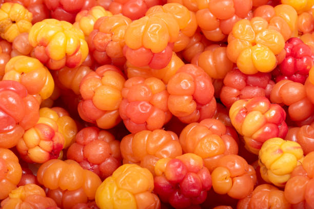 Background of right yellow and red ripe cloudberry