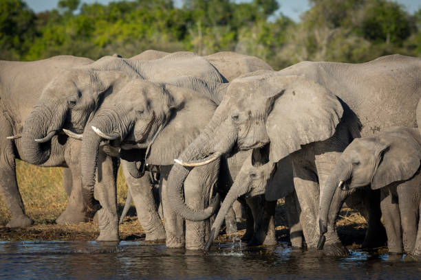 istock Elephants standing in shallow water drinking in Moremi, Okavango Delta in Botswana 1277734026