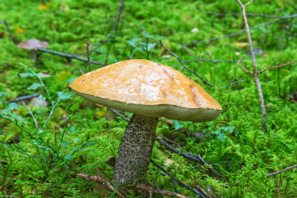 istock Leccinum mushroom in the forest 1277734274
