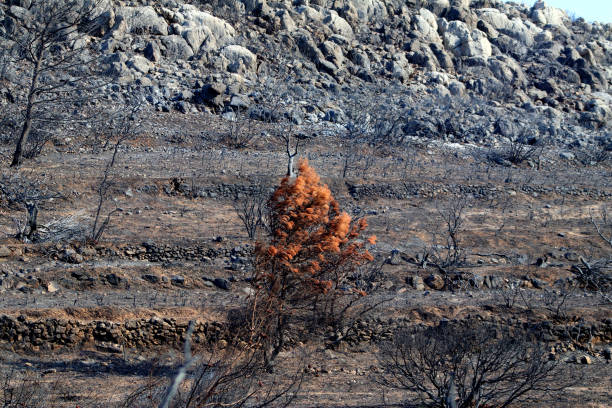 istock Burnt Tree after a forest fire on the Turkish Aegean coast 1277737019