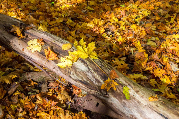 istock Maple leaves on a log in autumn 1277738126