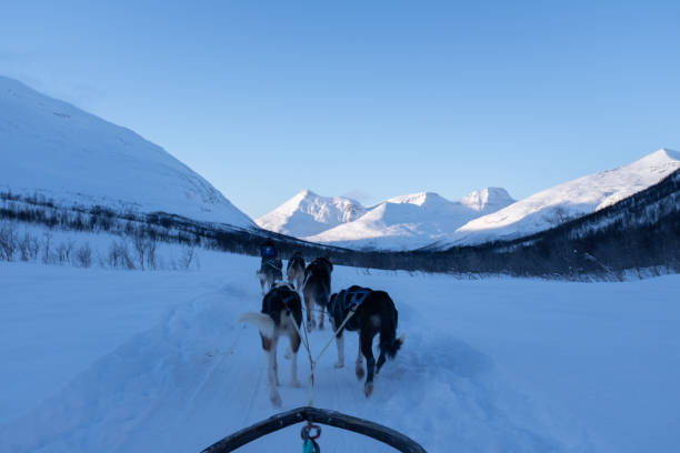 istock Point of View of Dogs Pulling Sled in Norway 1277739487