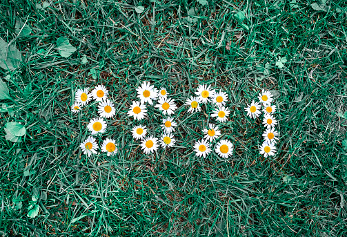 New year 2021 made of daisy flowers on the grass.