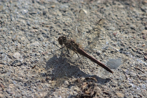 Dragonflies on wild plants, North China