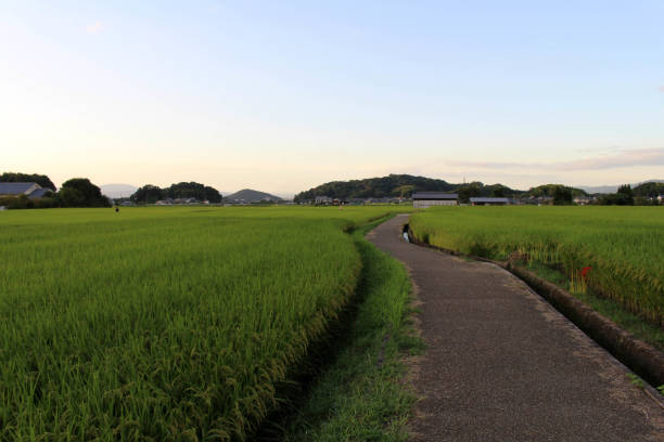 istock Empty path and green paddy field in Asuka, Nara. 1277741806