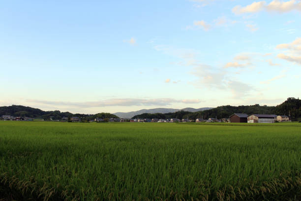 istock Path, ricefield, and neighborhood in Asuka, Nara. 1277742919