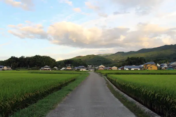Path, ricefield, and neighborhood in Asuka, Nara. Taken in September 2019.