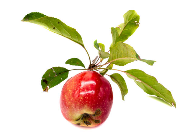 istock Organic apple with leaves isolated 1277743284