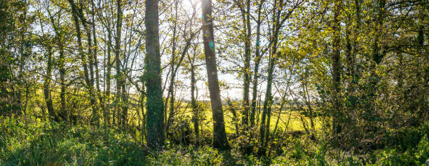 istock Soft backlit view as afternoon sun shines through branches and trunks 1277745338